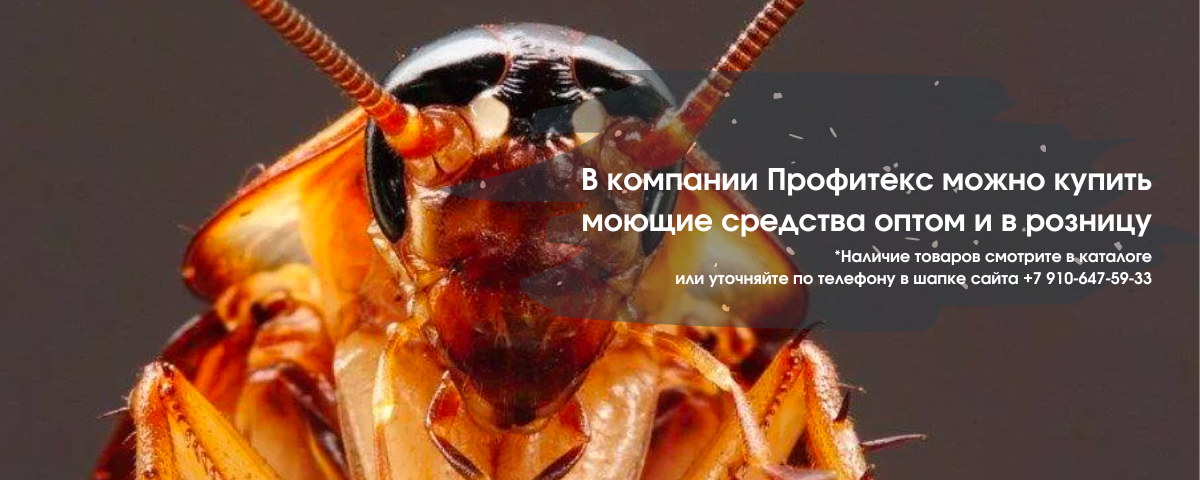 Профилактика появления тараканов